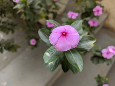 Birlik Heykeli 'nde Güzel Çiçek