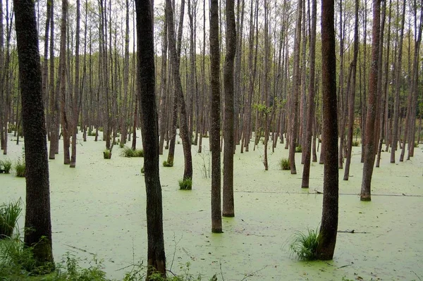 Pantano Bosque Cerca Guarida Del Lobo Bagno Poblizu Wilczego Szanca — Foto de Stock