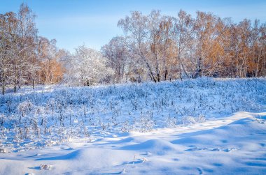 Soğuk kış orman sabah