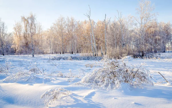 Морозное утро в зимнем лесу Стоковое Фото