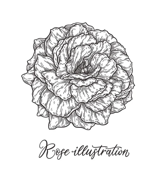 Rose Flower Hand Getrokken Lijnen Zwart Wit Monochroom Grafische Doodle — Stockvector