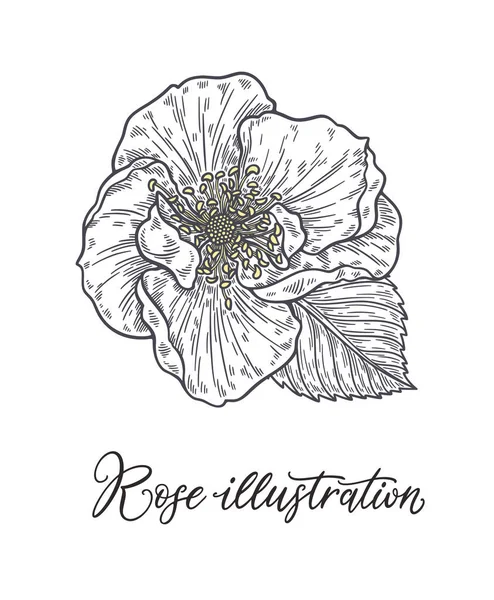 Rose Flower Hand Getrokken Lijnen Zwart Wit Monochroom Grafische Doodle — Stockvector