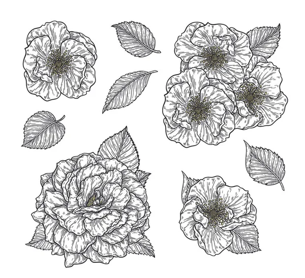 Rosa fiore e foglie disegnate a mano in linee insieme. Elementi grafici doodle monocromatici in bianco e nero. Illustrazione vettoriale isolata, modello per il design — Vettoriale Stock