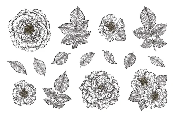 Rosa flor y hojas mano dibujada en líneas establecidas. Blanco y negro elementos garabatos gráficos monocromáticos. Ilustración vectorial aislada, plantilla para diseño — Vector de stock