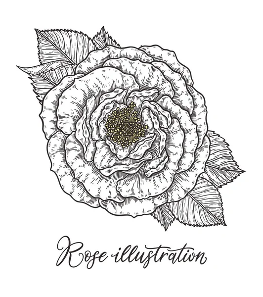 रेषांमध्ये काढलेल्या गुलाब फुलांचा पुष्पगुच्छ हात. काळा आणि पांढरा मोनोक्रोम ग्राफिक डोडल घटक. वेगळे वेक्टर स्पष्टीकरण, डिझाइन साठी टेम्पलेट — स्टॉक व्हेक्टर