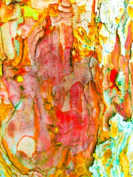 abstract color background texture bark
