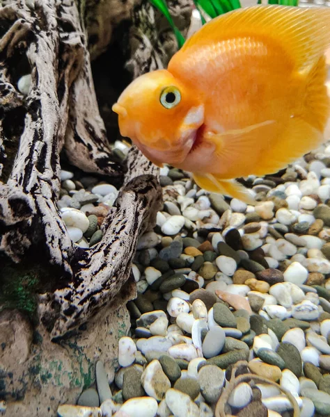 unusual bright fish in the aquarium