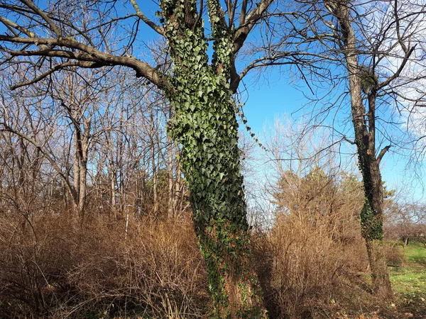 Üzerinde sarmaşık olan ağaç. Sarmaşıkla çevrili ağaç.