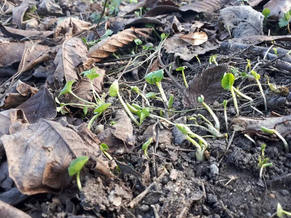 Doğa ölü yaprakların arasında yetişir. büyüyen bitkiler.