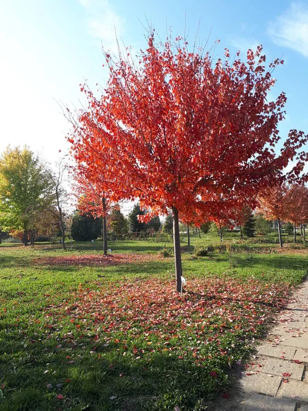 Ağaç bahçe kırmızı yaprakları ile