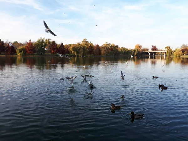 Ördekler ve martılarla dolu bir göl