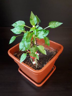 Siyah arkaplandaki saksılarda bitki