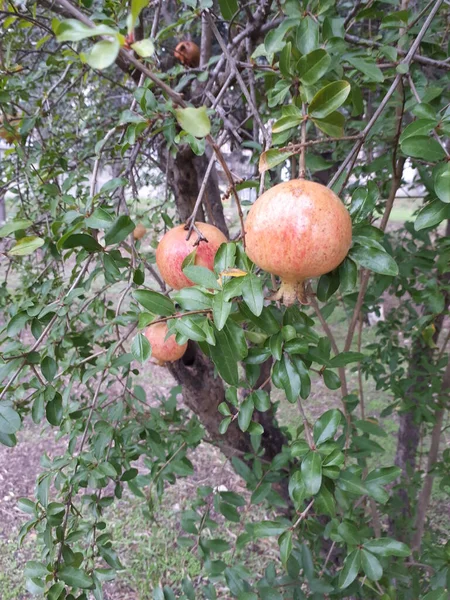 Ağaçta kırmızı nar var.