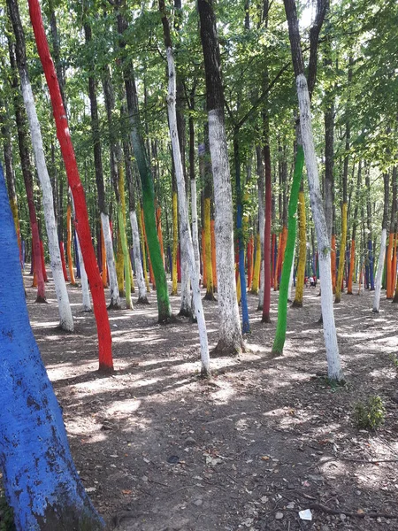 Romanya 'da çok renkli boyanmış orman