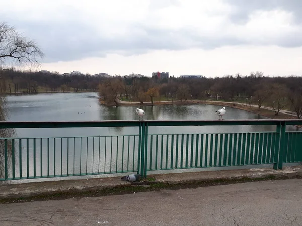 Meeuw Duiven Het Hek Meeuw Met Het Meer Het Park — Stockfoto