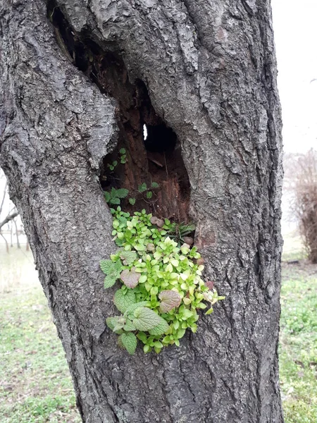 Ağaç kabuğundaki yüksek bitki örtüsü