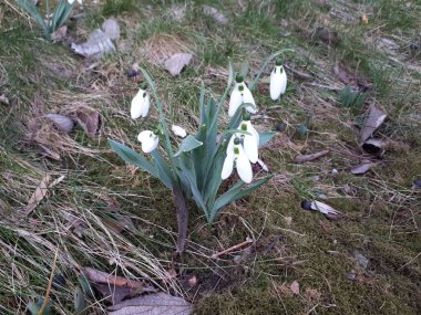 Kar yağışı ilkbaharın başlarında başladı.