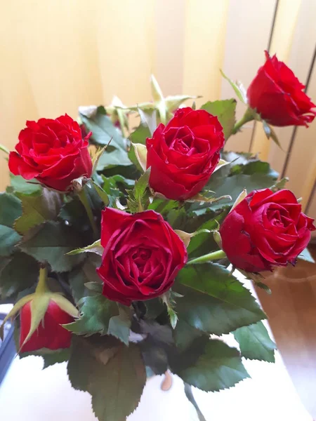 Ahşap arka planda saksıda kırmızı güller