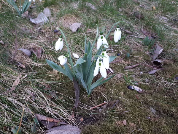 Kar yağışı ilkbaharın başlarında başladı.