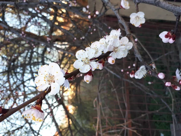 Baharın başında ağaçta kiraz çiçekleri açar.