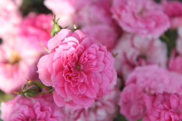 Rózsaszín Hortenzia Nap Által Megvilágított — Stock Fotó
