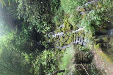 Ormandan akan küçük bir nehir.