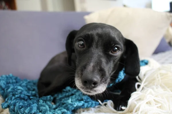 cute little black dog looking to you on a sofa