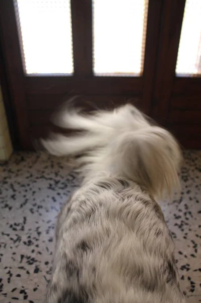 waving dog tail, black and white