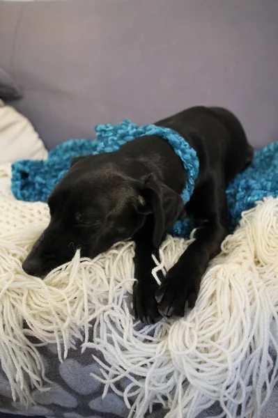 cute little black dog on a sofa