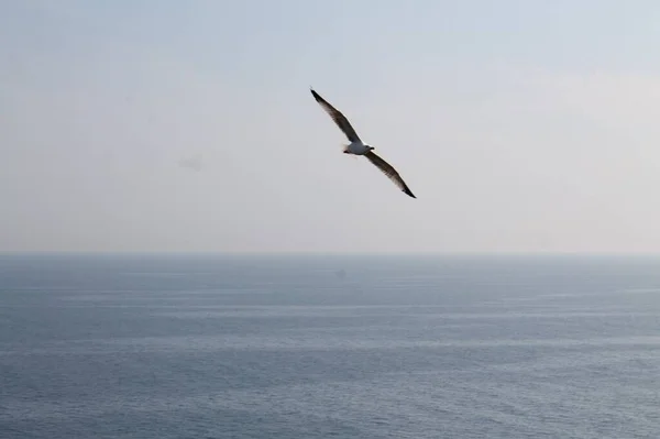 open-winged seagull flying over the sea, facing the horizon