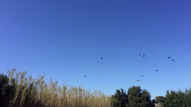 Cuervos Negros Volando Cielo Azul Regresando Sus Nidos Árboles Altos — Vídeo de stock