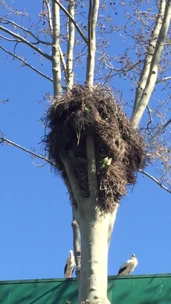 Cigognes Sur Hauts Arbres Partageant Leurs Nids Avec Des Perroquets — Video