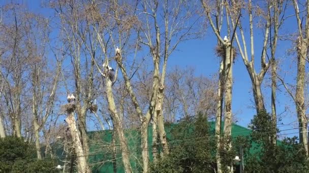 Ooievaars Hoge Bomen Die Hun Nesten Delen Met Groene Papegaaien — Stockvideo