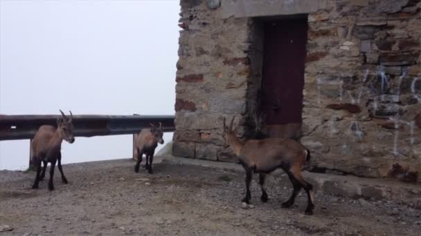 Ibex Steinbock Cabras Rochosas Pastando Lado Uma Estrada Montanha Paisagem — Vídeo de Stock