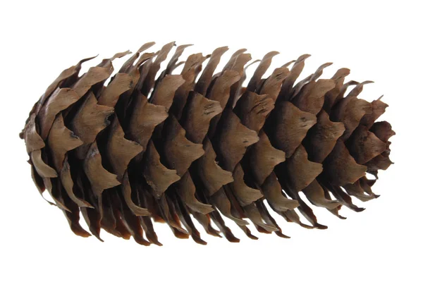 Brown pine cone isolated — Stock Photo, Image