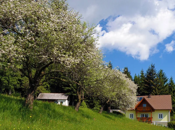 Trees Forests Austria