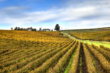 Recas winery, Romania