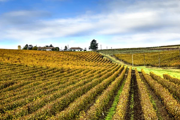 Azienda vinicola Recas, Romania — Foto Stock