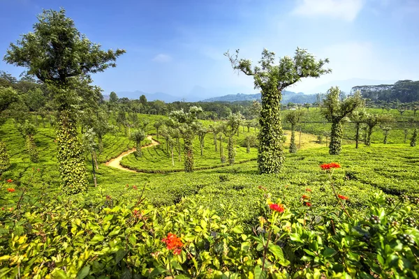 Tea plantations in Valparai, India