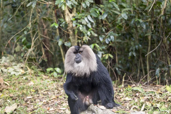 The lion tailed macaque