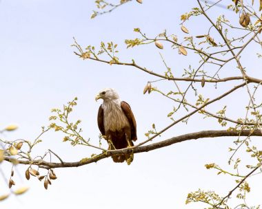 Brahminy uçurtma, Hindistan