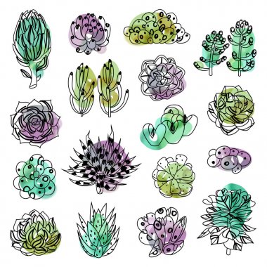 İzole renkli succulents