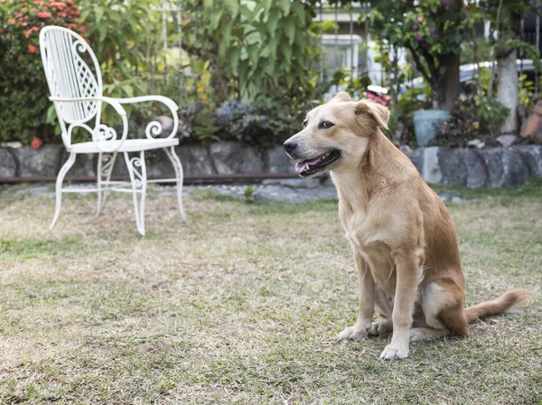 Ein Hund Wartet Darauf Dass Ihr Herrchen Auf Einem Weißen — Stockfoto