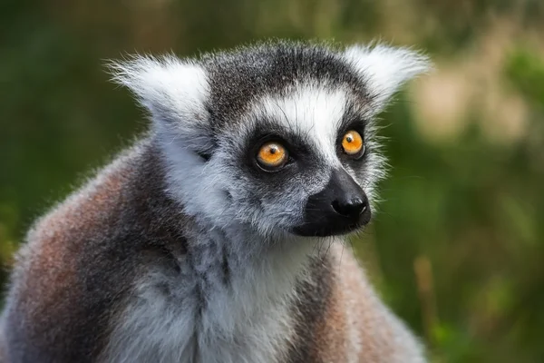 Retrato de la joven lemur katta (Lemur catta), Países Bajos — Foto de Stock