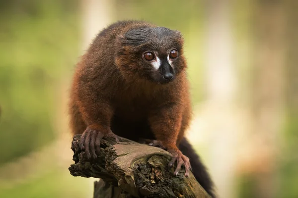 Retrato de vista frontal de lémur macho adulto de pelo rojo —  Fotos de Stock