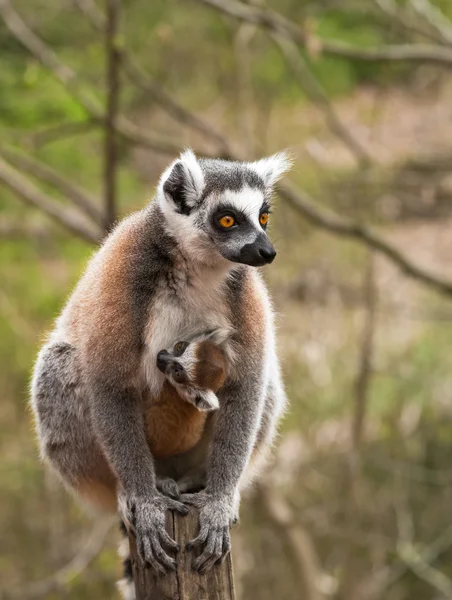 Portrait of adult lemur katta (Lemur catta) with cub — Stock Photo, Image