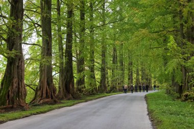 Metasequoia sokakta bulutlu sonbahar günü, Almanya
