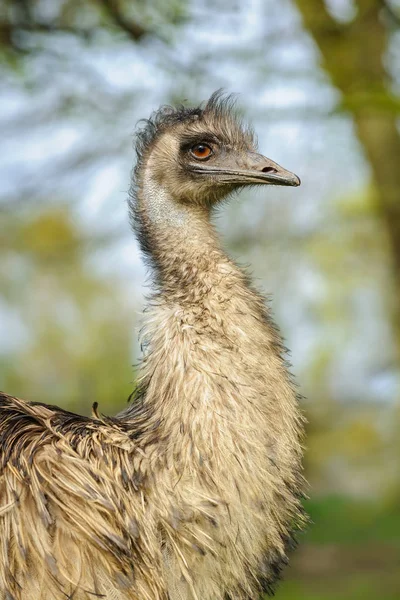 Portrét mladé emu na přírodní pozadí — Stock fotografie