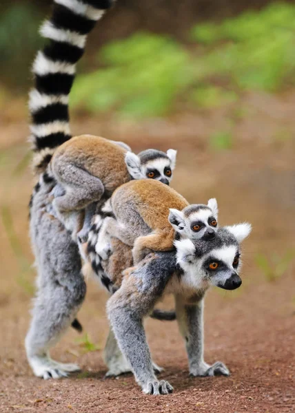 Ritratto di lemure katta adulto (Lemur catta) con due cuccioli — Foto Stock