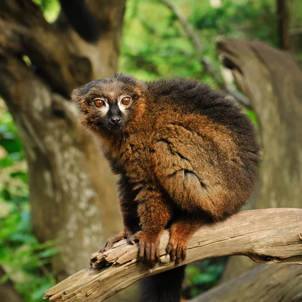Retrato de lémure macho adulto de barriga vermelha — Fotografia de Stock